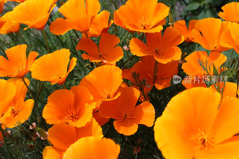 橙色罂粟花/罂粟花(加州橙王罂粟/加州Eschscholzia California)